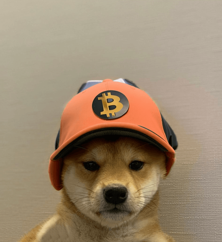 Dog Wif Hats Collection OpenSea