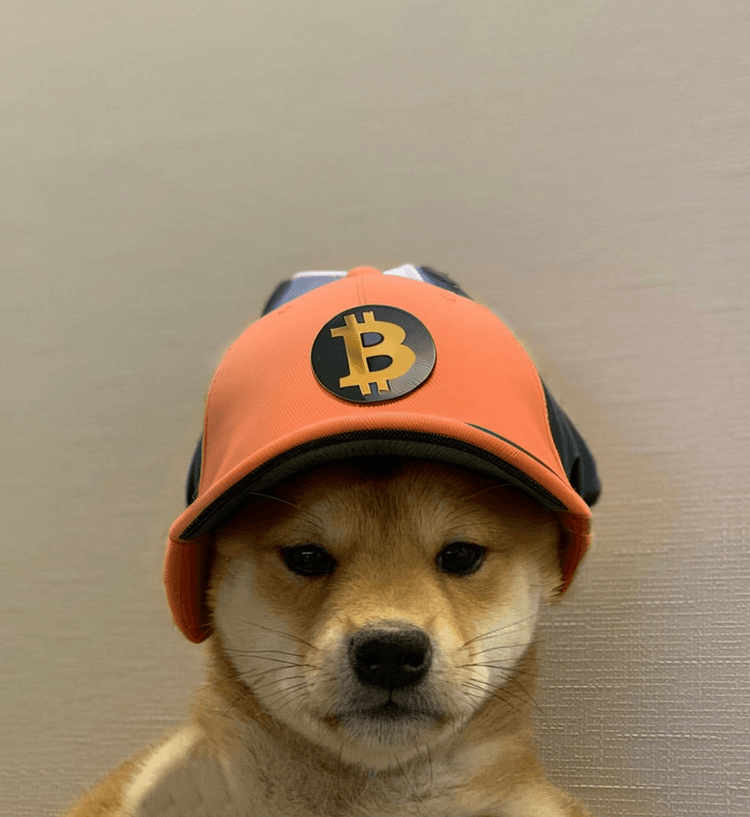 Dog Wif Hats Collection OpenSea Dog Wif Hats Collection OpenSea