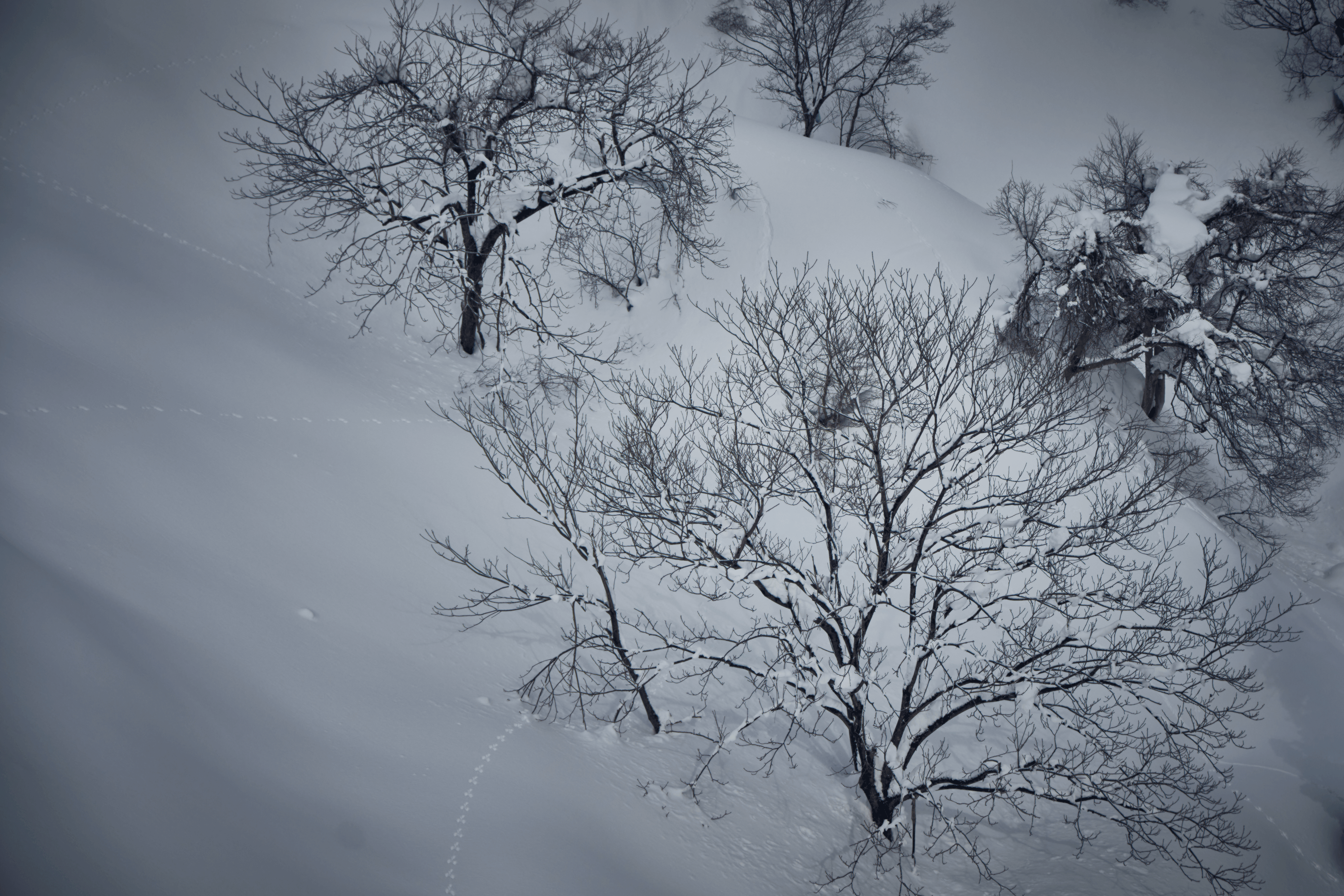 japan snow trees