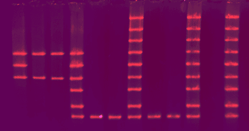 Allah DNA Agarose gel