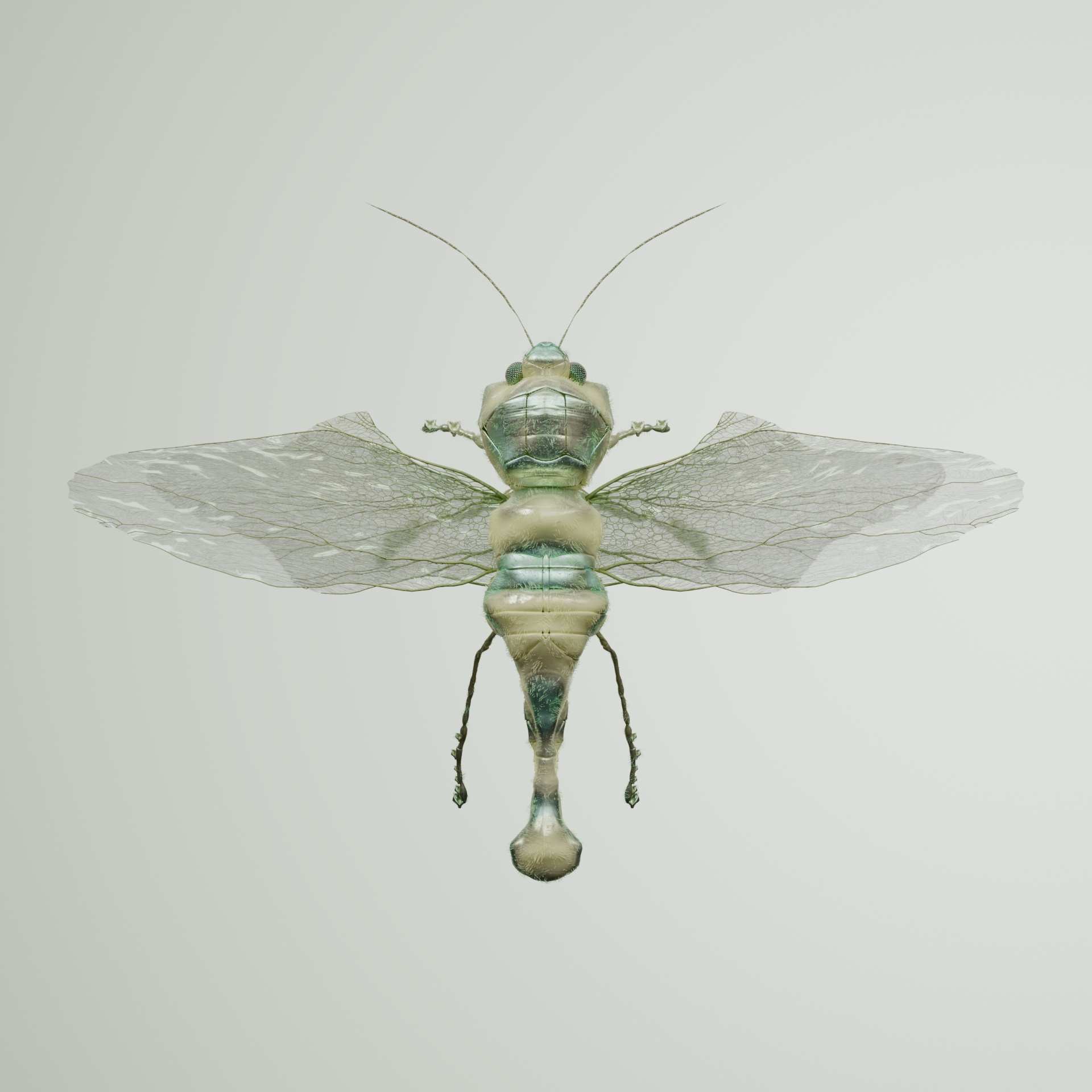 Anisopterapinguis reticeria