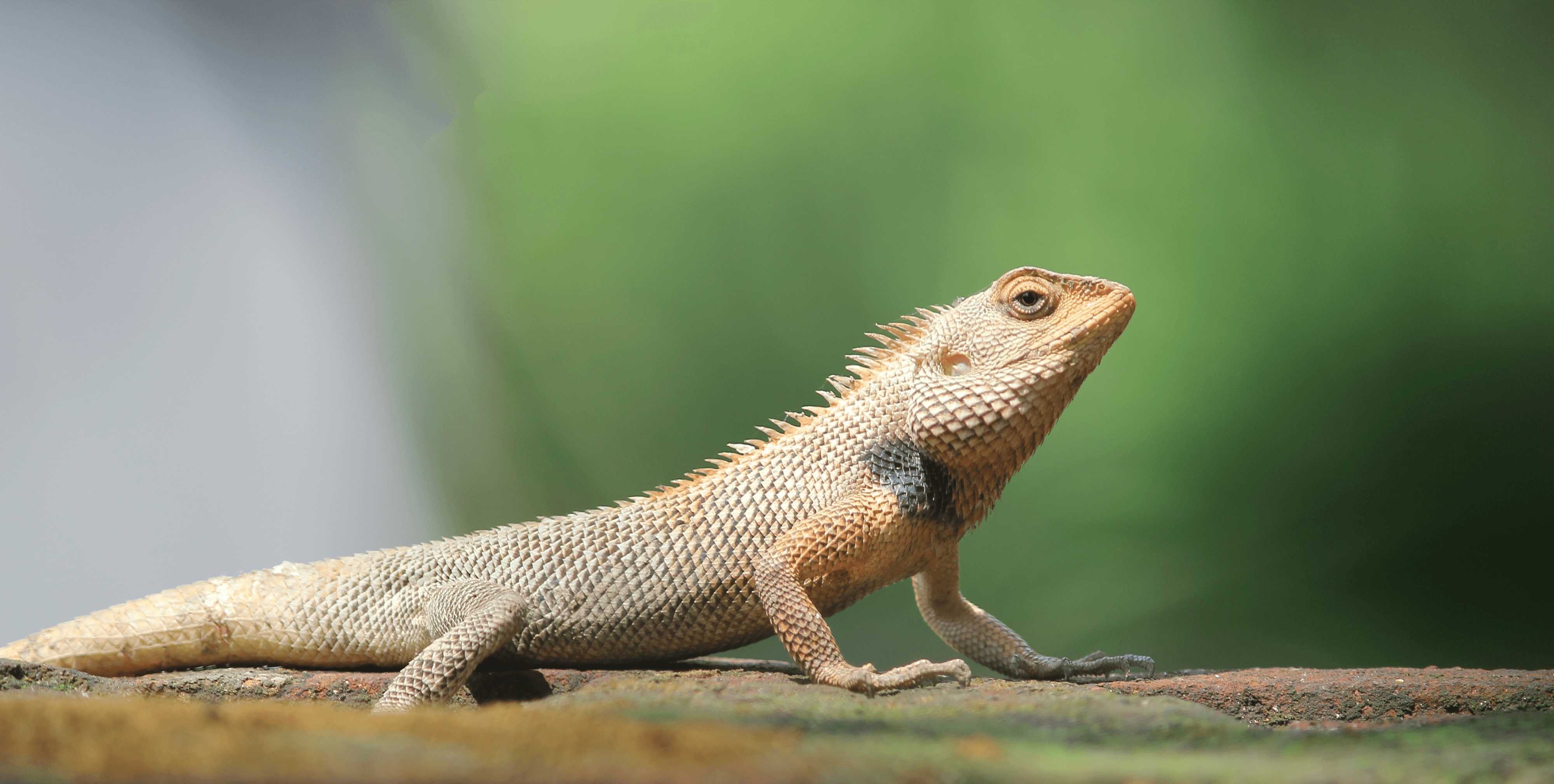 Indian Garden Lizard