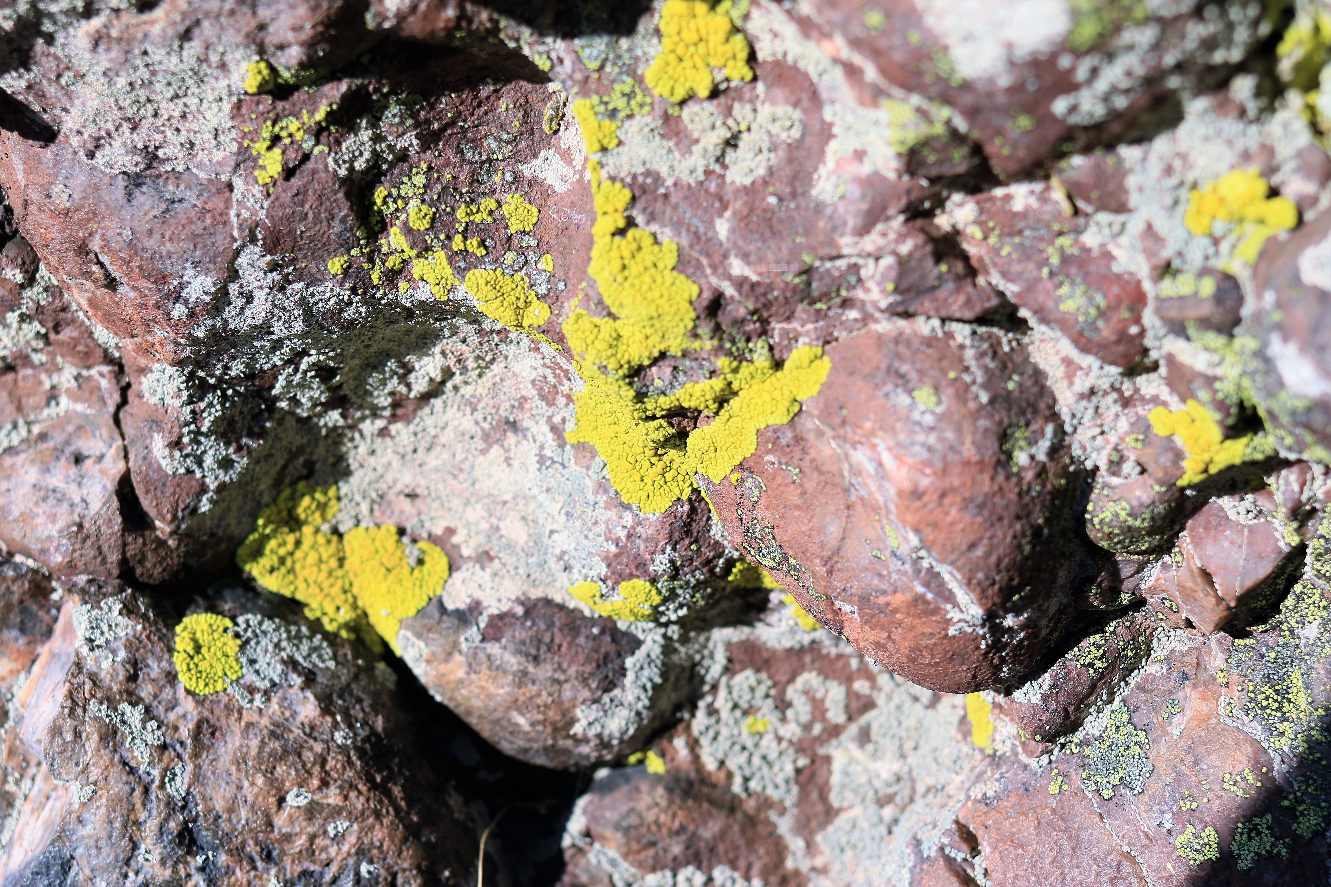 roc-lichens16