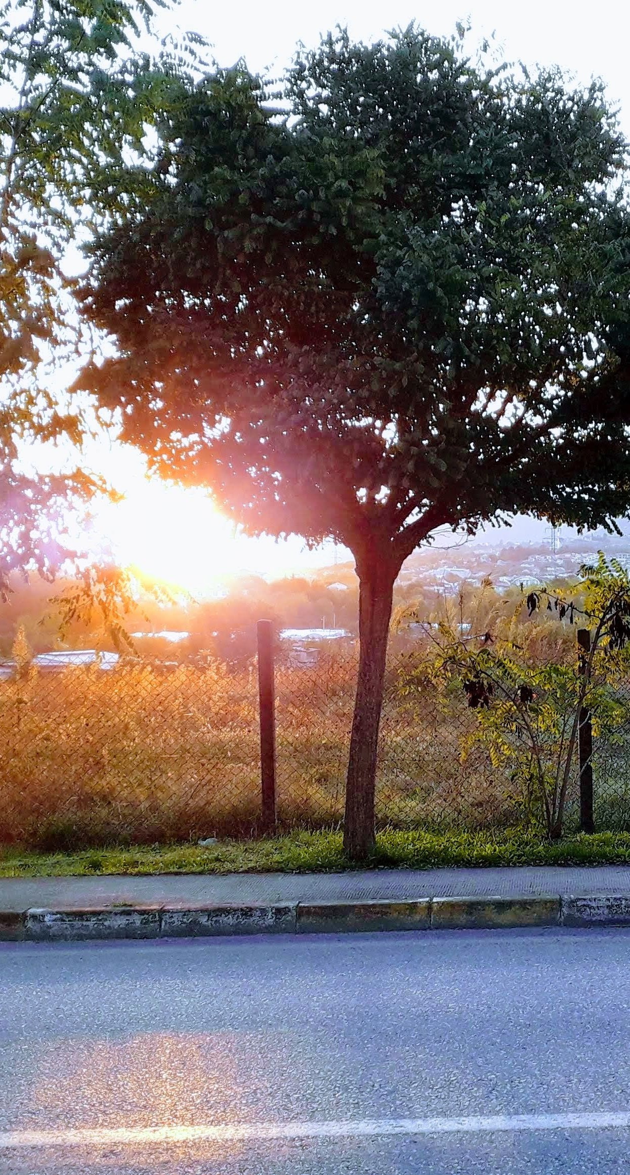Morning Glory: A Breezy Sunrise with Tree and Sun