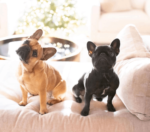 Frenchies