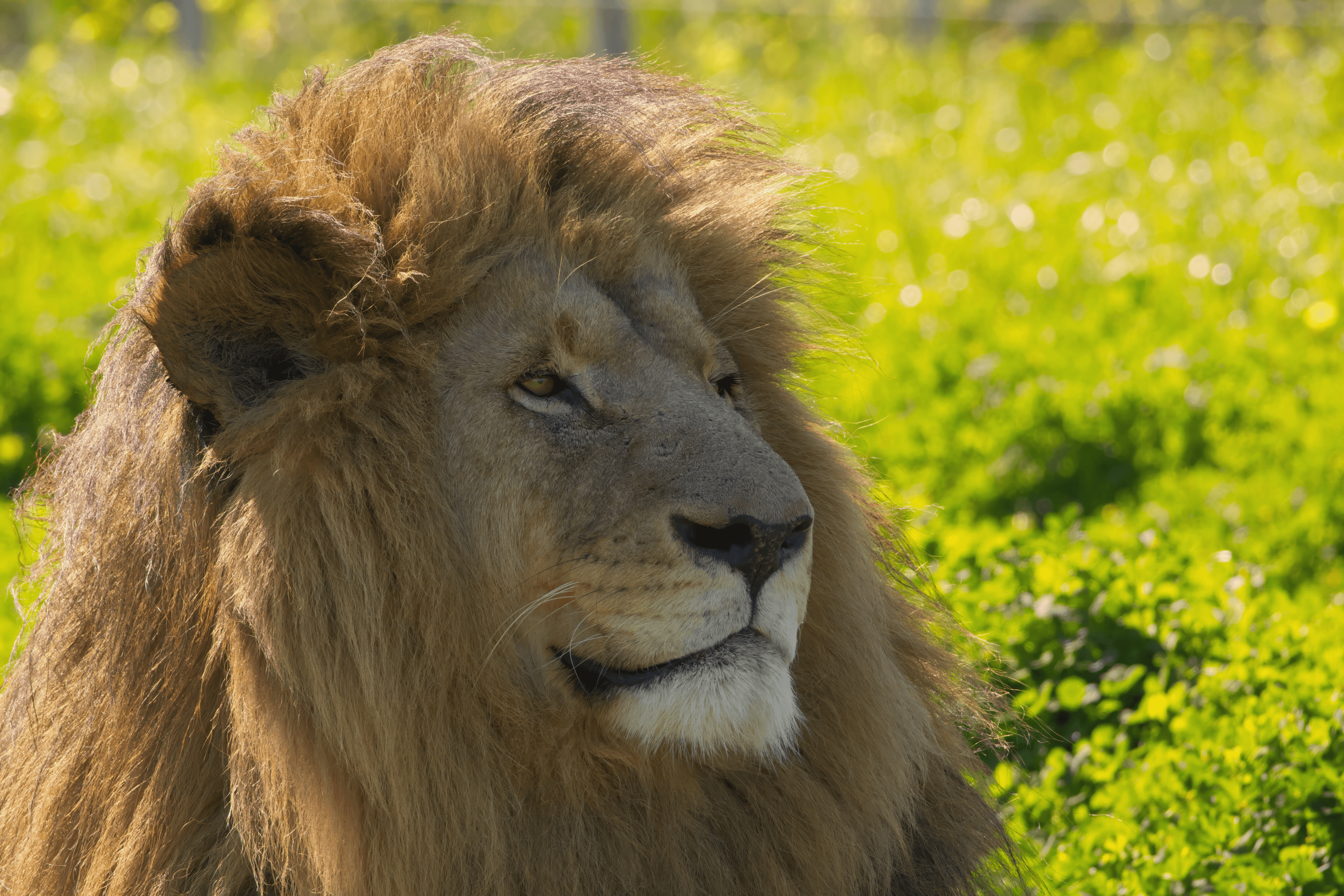 Majestic Reverie: Lion's Gaze into Eternity