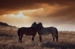 The Color of Wild | Kat Livengood | Wild Horses collection image