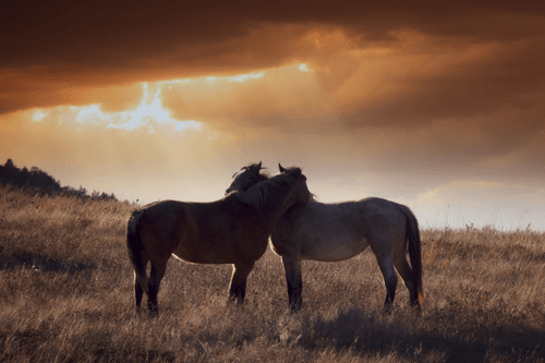 The Color of Wild | Kat Livengood | Wild Horses