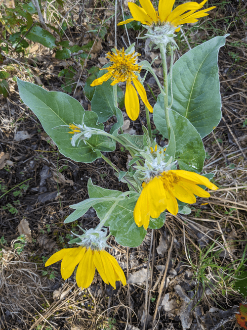 Arrowleaf Balsamroot