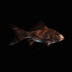 CryptoFish #4926