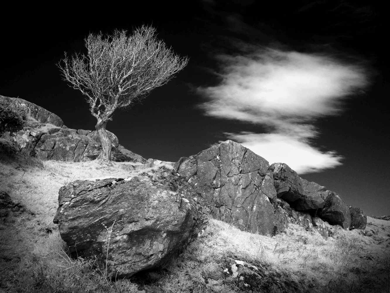 Tree in a Landscape of Rocks