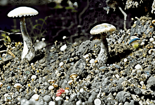 Mushrooms