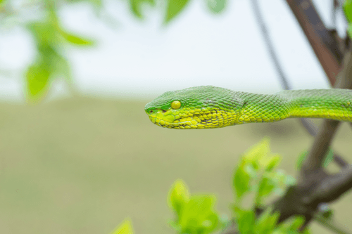 snake