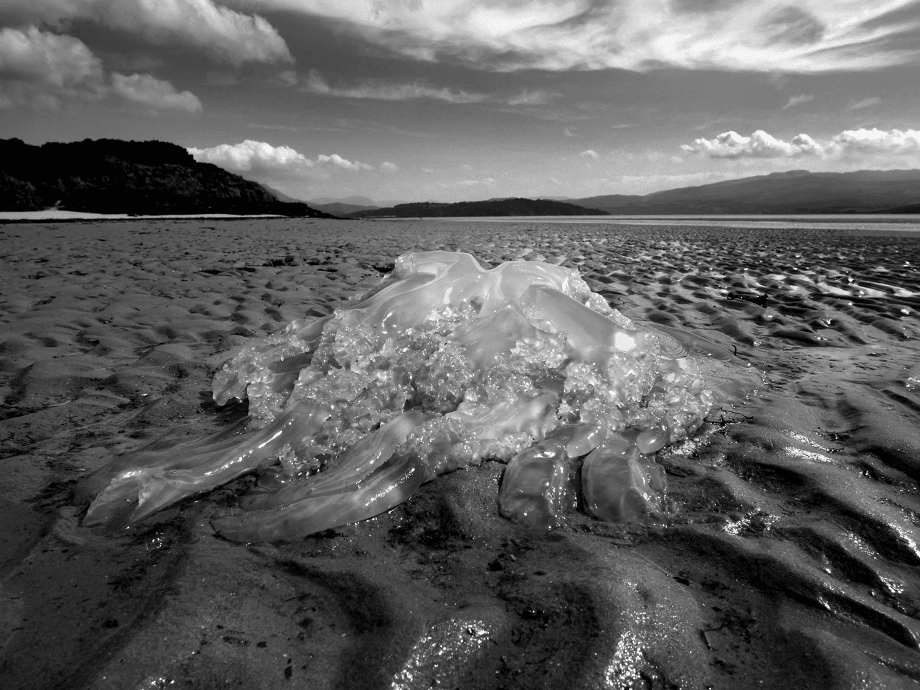 Beached Jellyfish at Low Tide