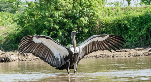 white rumped vulture