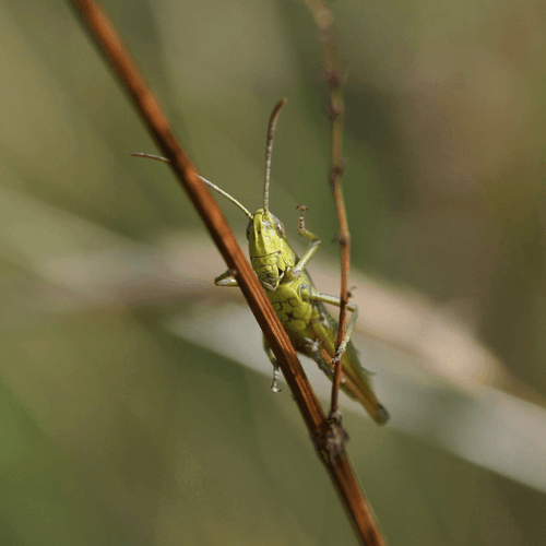 Grasshopper