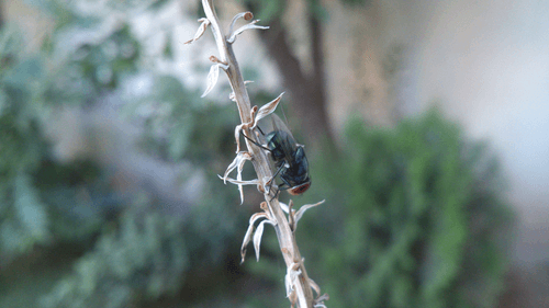 The God of Small Things