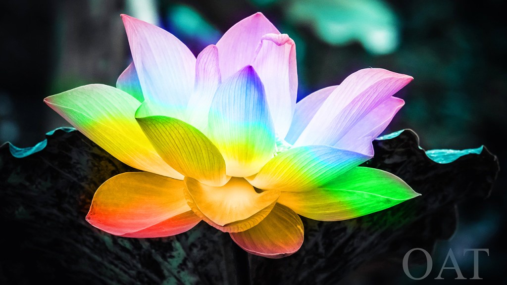Rainbow Lotus Flower Healing 