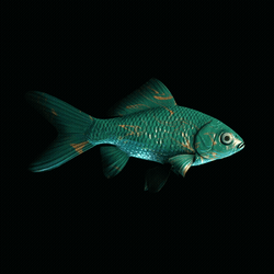 CryptoFish #3723