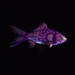 CryptoFish #2268