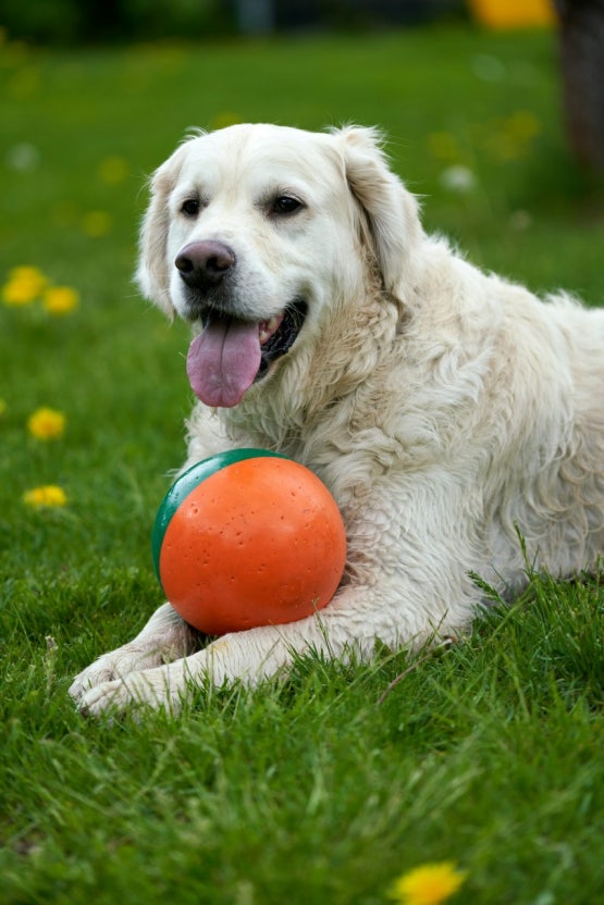 dog3
