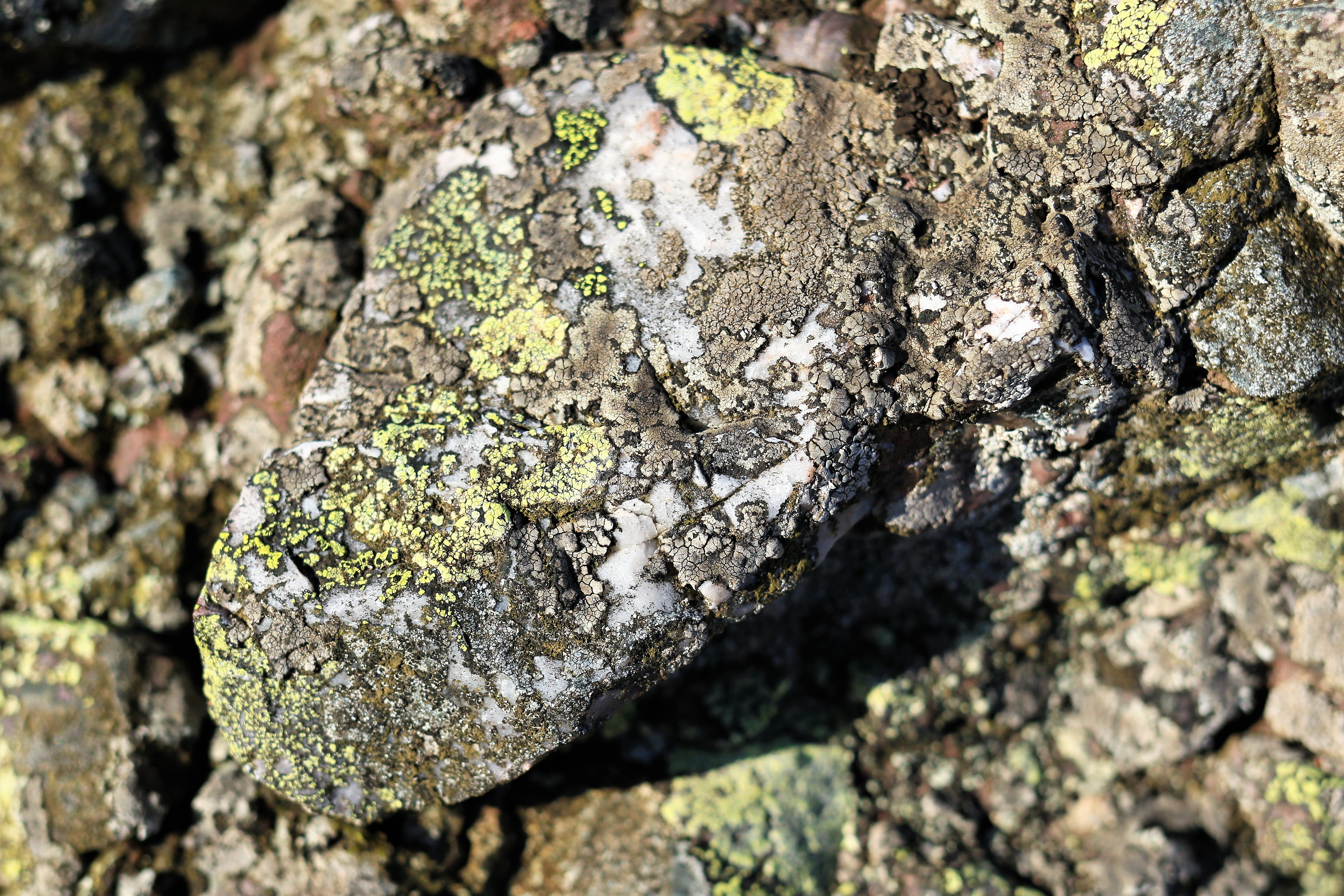 roc-lichens18
