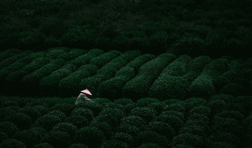 Among the Green Rows