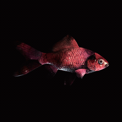 CryptoFish #1288