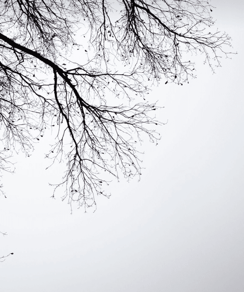 tree, moon, sky