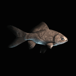 CryptoFish #3543