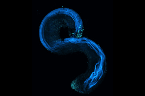 Phantasms: A Collection of Microscopy Art by Heisenbrush