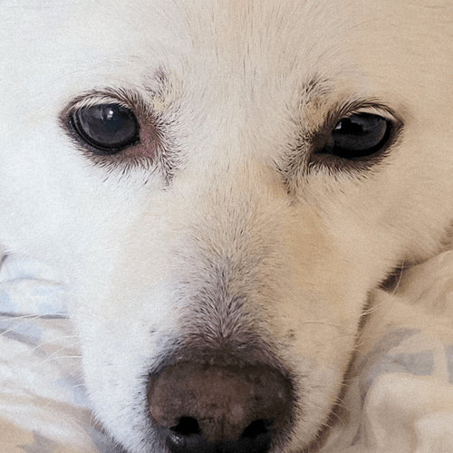 Stray to Stay:The Korean Tail