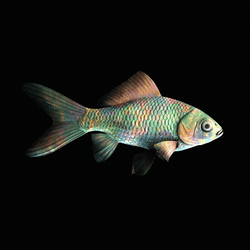 CryptoFish #4361