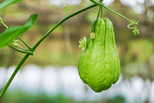 Vegetables logo