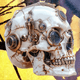 Clockwork Cranium Collection