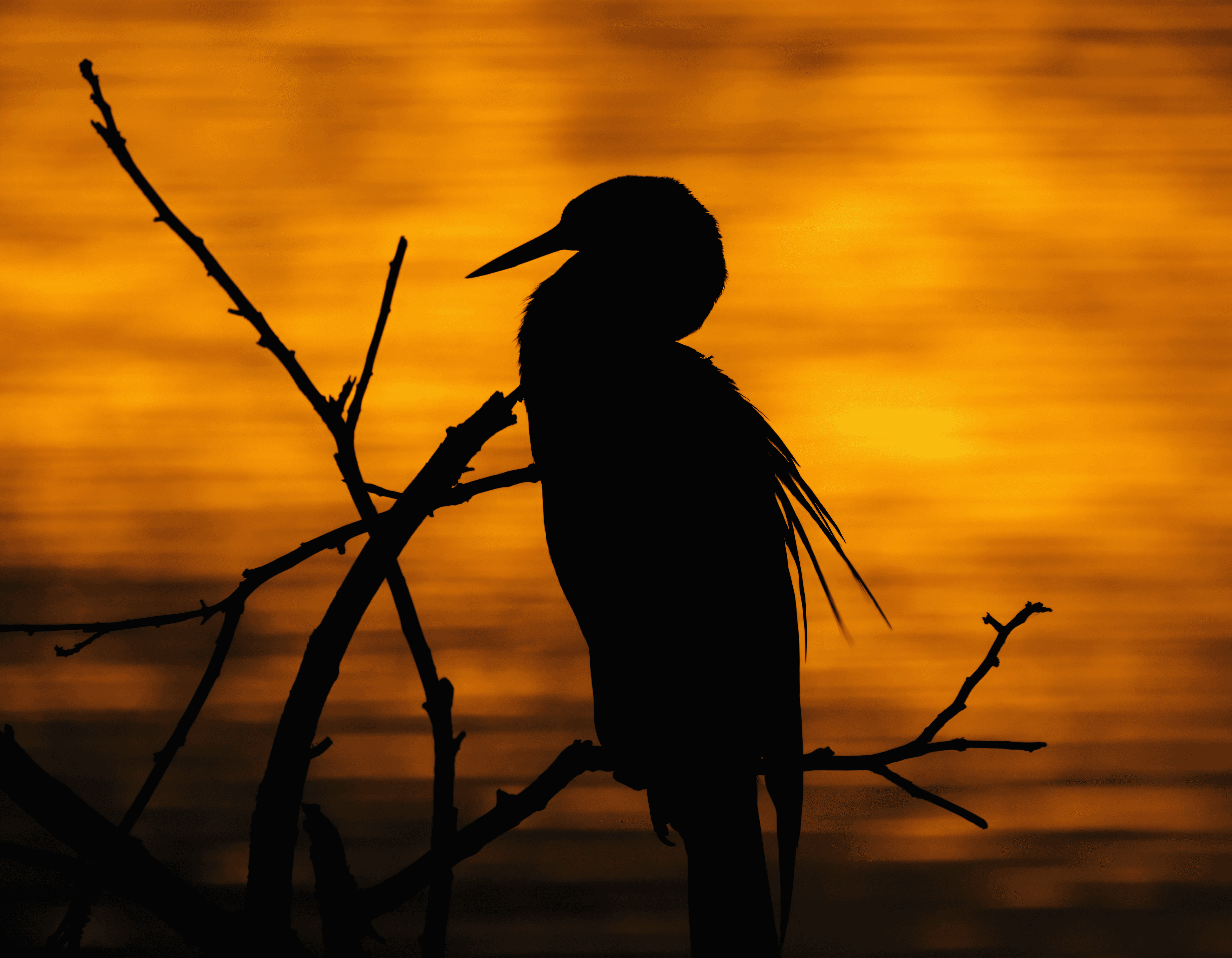 Sunset's Silhouette: African Darter by the Waters