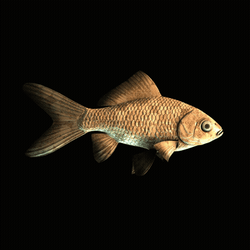 CryptoFish #3700