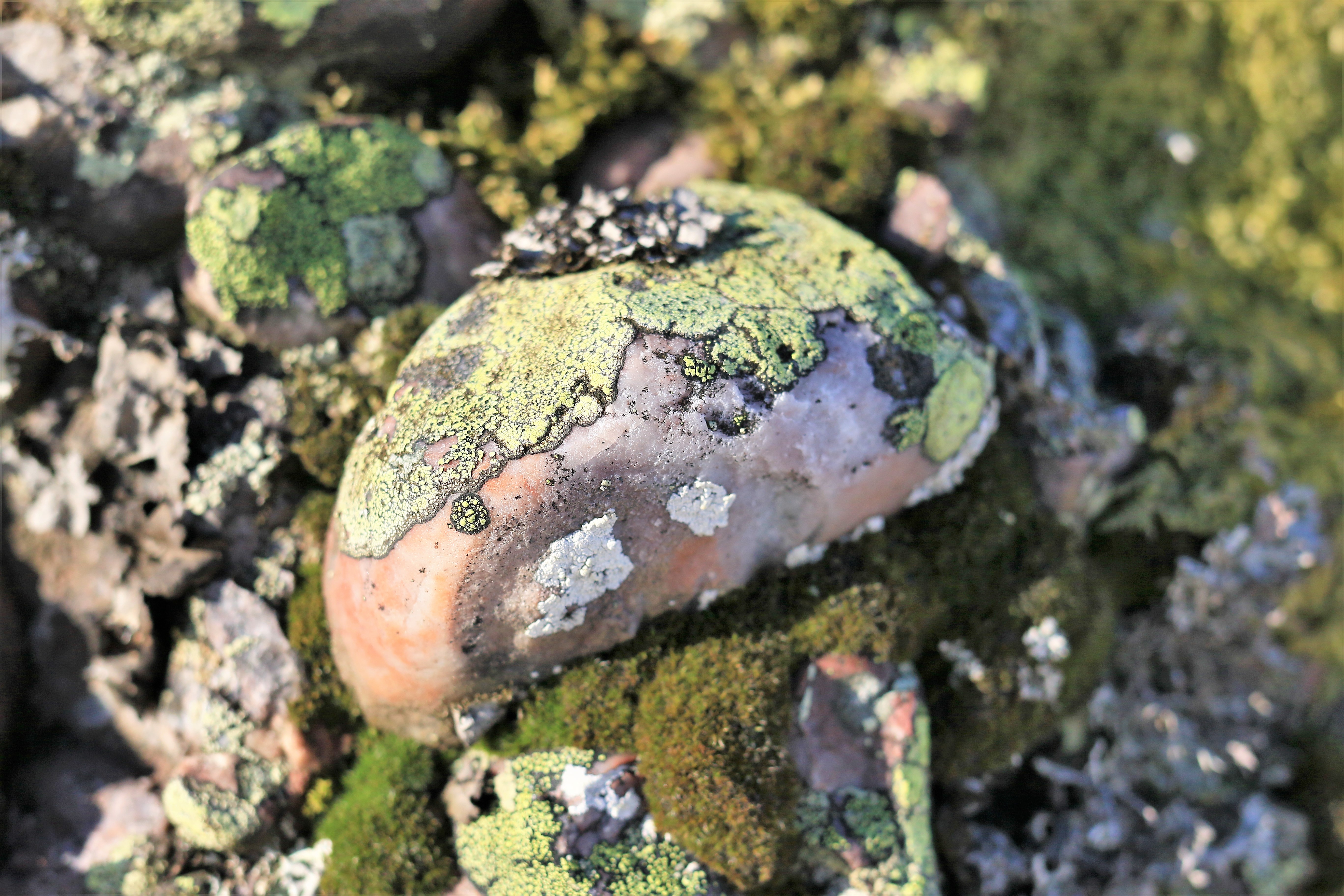 roc-lichens17