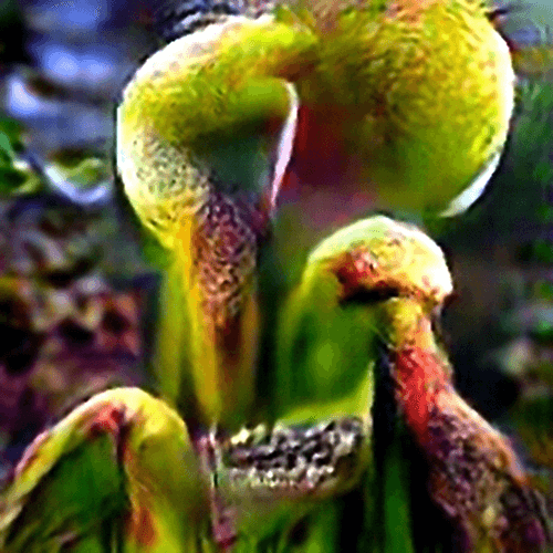 Evolved Hallucinations 17