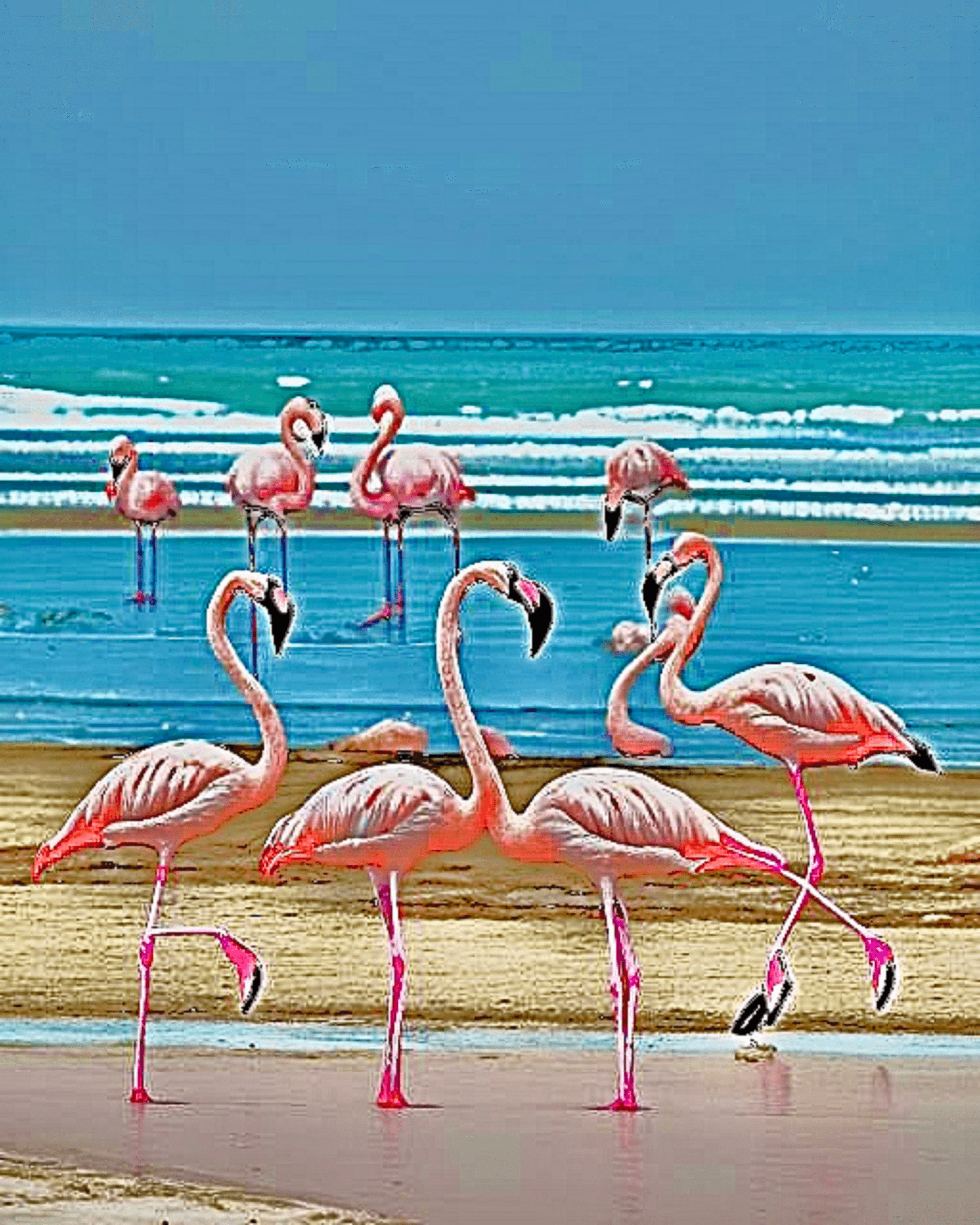 Flamingo Beach #1