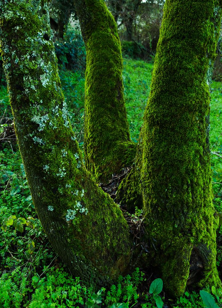 Whispers of the Wood