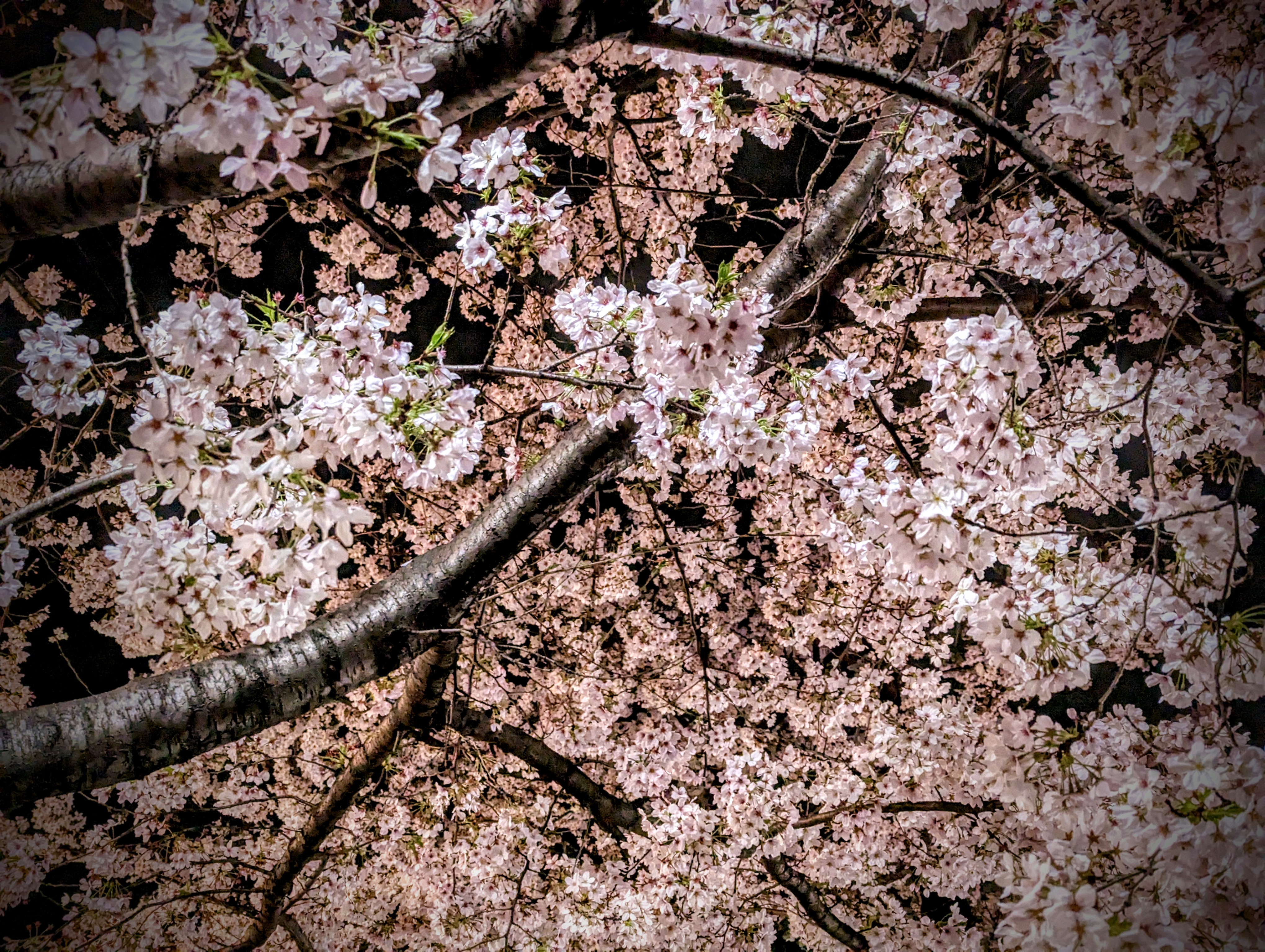cherry blossoms and dreams