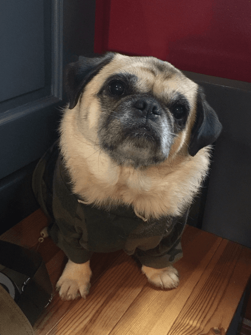 pugwug1972