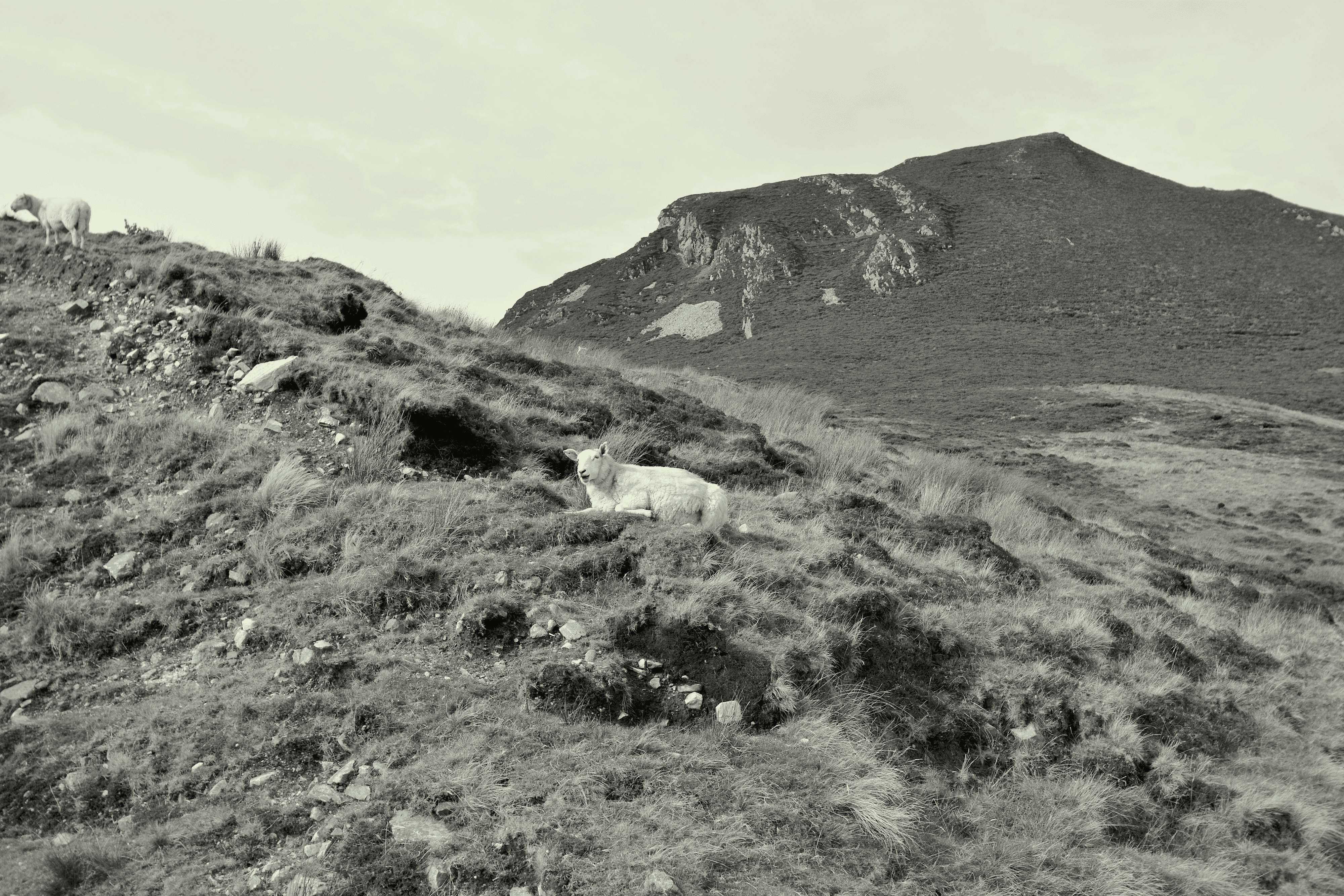 Irish Tranquility and a sheep