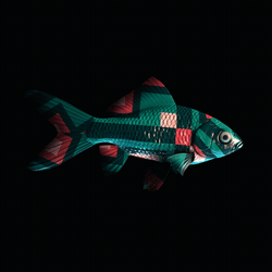 CryptoFish #4809