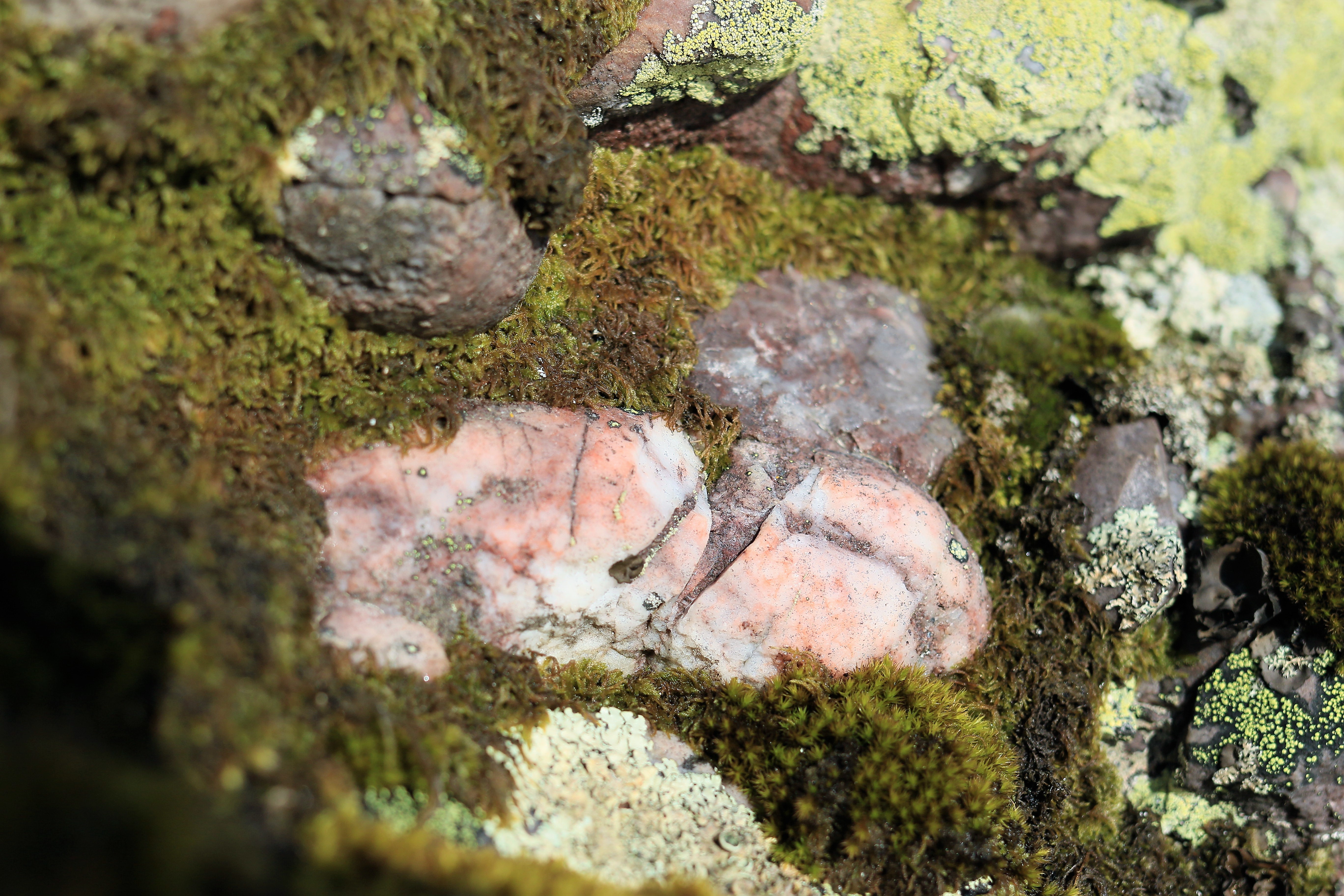 roc-lichens14