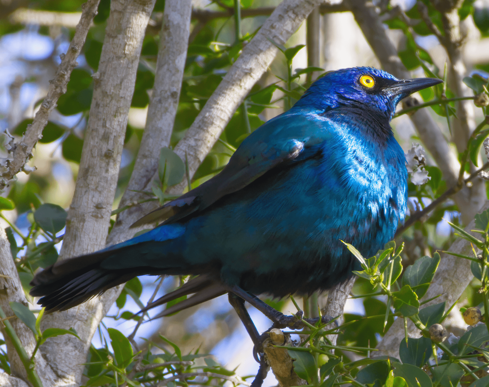 Ethereal Radiance: Cape Glossy Starling's Gaze