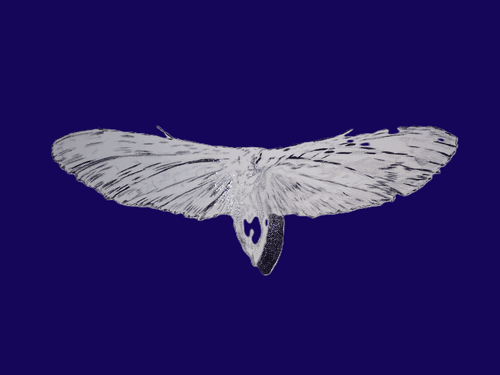 Lepidoptera CV_099
