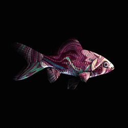 CryptoFish #5004