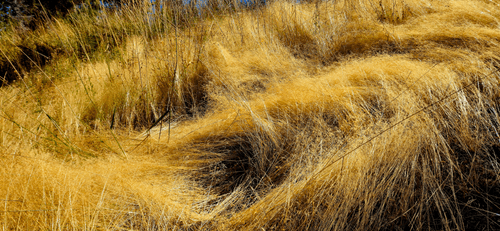 Mountain Grass